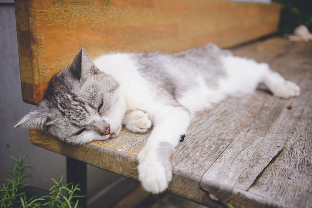 悠闲的流浪猫生活在遥远的宫古岛，冲绳，日本的照片。图片下载
