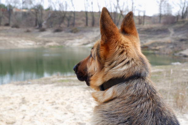 一只德国牧羊犬望着湖面。特写后视图的沙质湖岸。在春天和你的宠物散步。图片下载