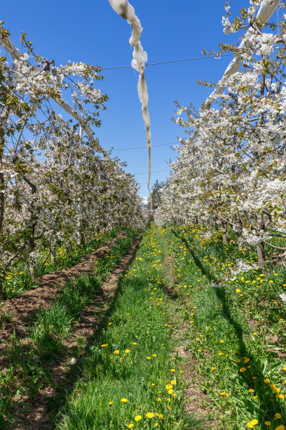 垂直拍摄的开放种植的开花苹果灌木与年轻的绿草和蒲公英，春天，瓦尔迪农，特伦蒂诺，意大利图片下载
