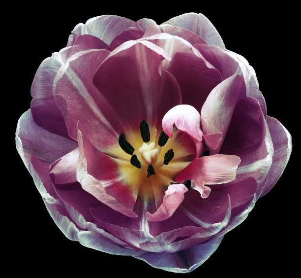 紫色郁金香花在白色孤立的背景与修剪路径。特写镜头。为设计。大自然。图片下载