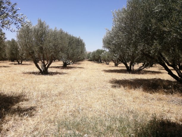 橄榄树图片下载