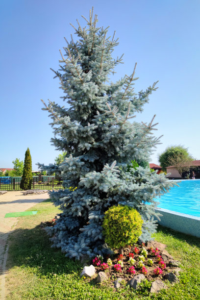 游泳池边的蓝色云杉图片下载