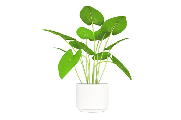 在白色背景的白色花盆中的热带植物的3d插图。图片下载