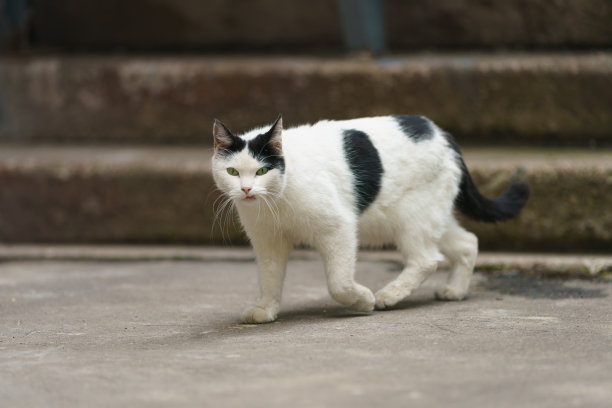 在莫斯科街头行走的黑白斑点猫图片下载