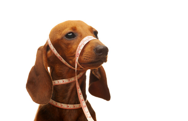 图片腊肠狗肖像尺白色背景图片下载