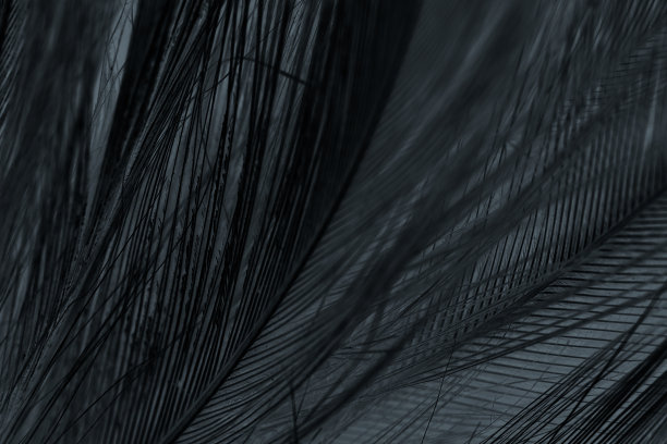 羽毛羊毛深黑色与浅色抽象背景图片下载