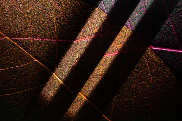 干燥的木兰叶透过棱镜照射。微距摄影。自然环境材质纹理背景图片下载