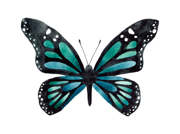 水彩蓝色君主蝴蝶俯视图插图。孤立在白色背景。水彩画昆虫。图片下载