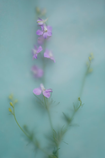 紫色的花在模糊的滤镜中，一根带叶子的树枝在蓝色的背景上。花的抽象背景图片下载