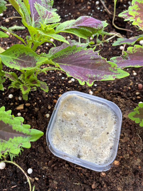 塑料容器啤酒陷阱的特写图片，满是蜗牛和蛞蝓，在彩叶蕨之间的土壤中，自制的害虫控制设备，用啤酒吸引和淹没花园害虫图片下载