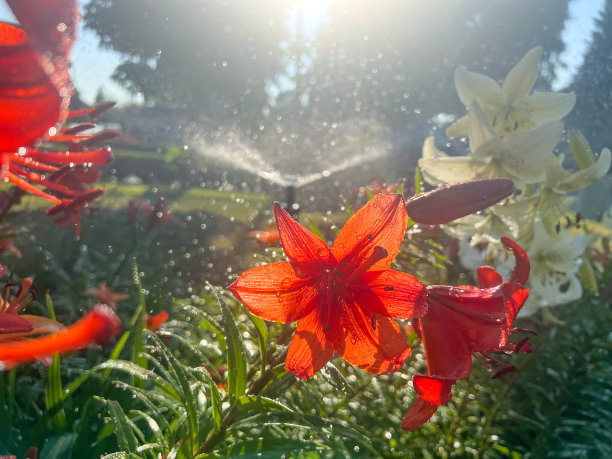 清晨洒水灌溉大院花坛图片下载