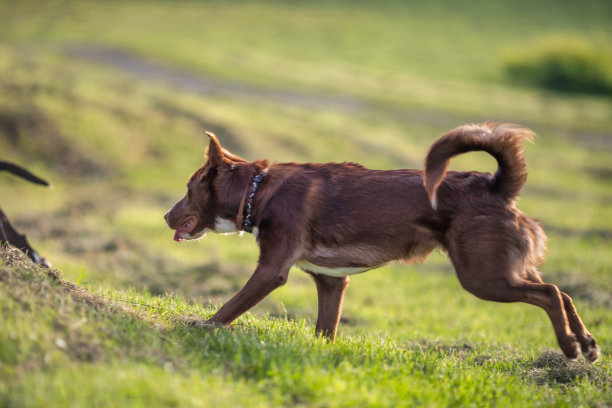 草地上的狗图片下载