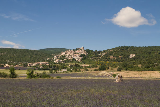 薰衣草和玫瑰图片下载