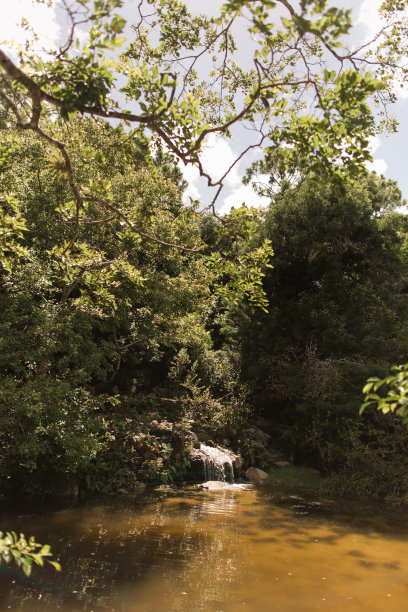 南佛罗里达宁静的湖泊中的海龟和橙色的鱼图片下载