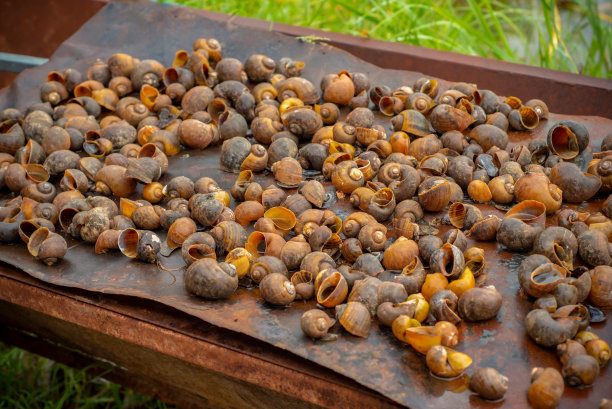 贝类、扇贝、金贝壳、动物、水生动物图片下载