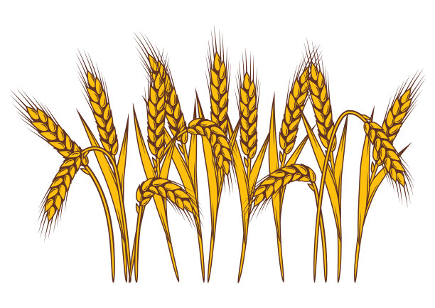 一束束小麦的农业形象与自然融为一体图片下载