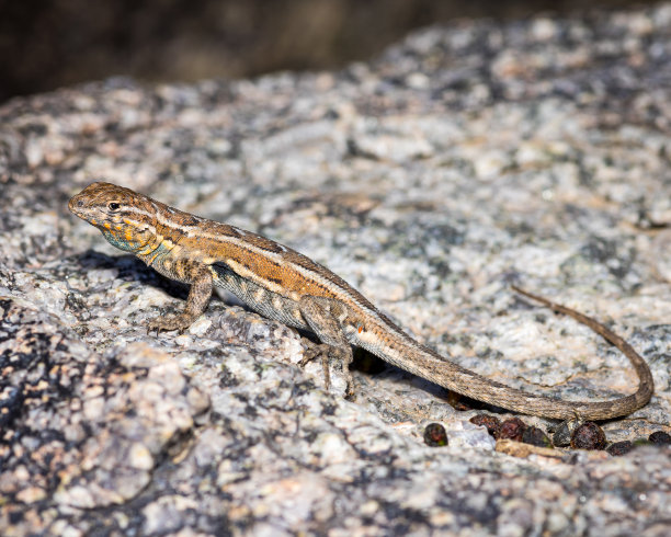 侧面斑点蜥蜴-自然照片近距离野生动物图片下载