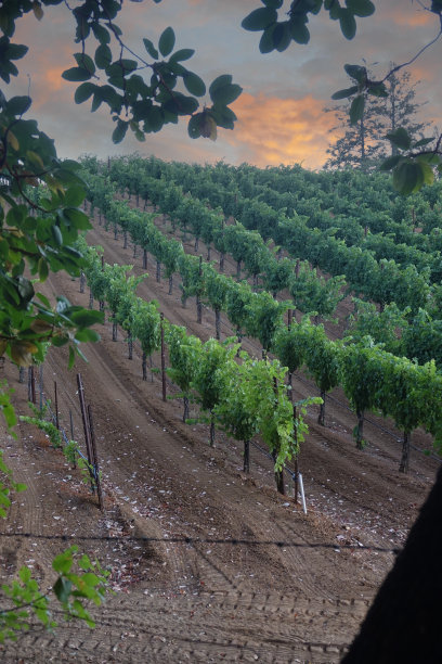 夕阳落在葡萄园里一排排藤蔓后面图片下载