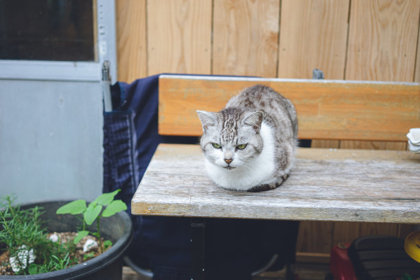 悠闲的流浪猫生活在遥远的宫古岛，冲绳，日本的照片。图片下载