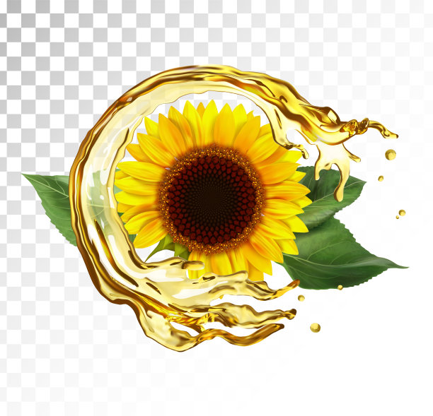 概念葵花籽葵花油图片下载