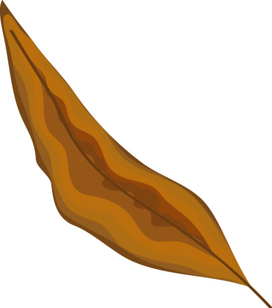 棕叶植物图片下载