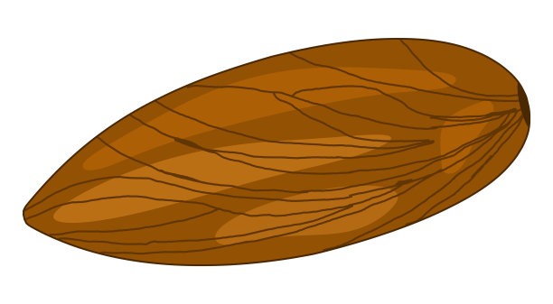 杏仁插图孤立图片下载