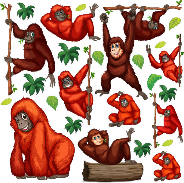 可爱的动物卡通设定在白色背景图片下载