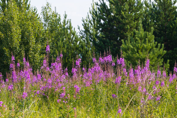 杂草对着森林开花图片下载