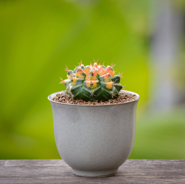 仙人掌或多肉树，在木条纹背景花盆图片下载