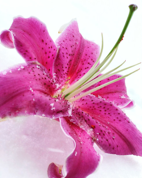 华丽的幸福图片下载