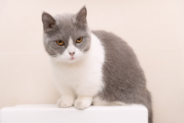 一只可爱的英国短毛猫坐在马桶的水箱上图片下载