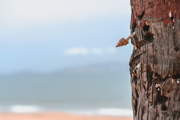 沙滩上棕榈树树干的照片图片下载