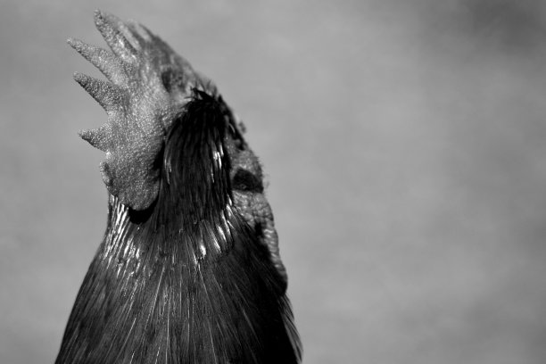 公鸡肖像图片下载