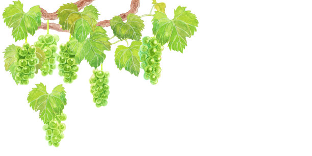 葡萄水彩插图图片下载