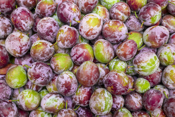 李子unriple图片下载