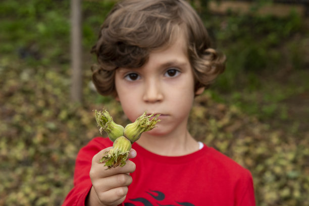 可爱的小男孩拿着新鲜的榛子图片下载