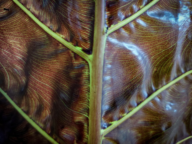 黑色芋头叶纹理，抽象背景。图片下载