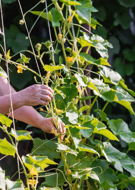 园艺，收获健康饮食。在温室里种黄瓜。植物的茎、绿叶都被绳子缠绕起来。把黄瓜。图片下载