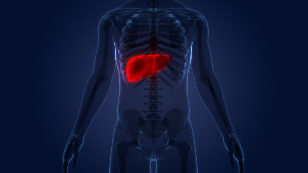人体内部消化器官肝脏解剖图片下载