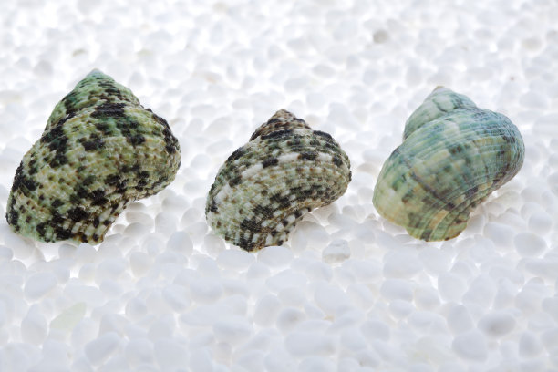 夏天的道具图片下载