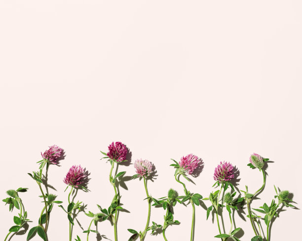 时尚的植物旗帜与田野三叶草，花的背景粉红色的颜色，复制空间。盛开红三叶草花，药材，野生开花。自然设计植物平铺图片下载