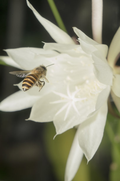 夜后大白花上的蜜蜂图片下载