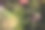 从无人机的视角看夏天的花园图片下载