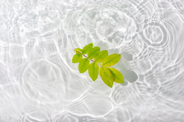 绿叶玫瑰，水面上的微距水滴，可用作背景图片下载