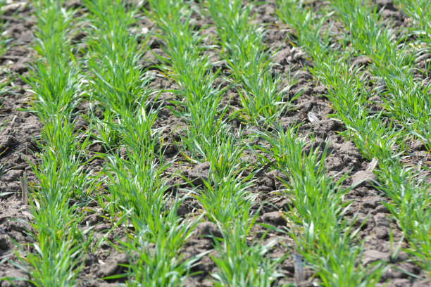 冬小麦里播种图片下载