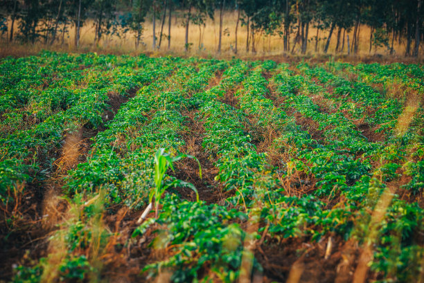 菜园里的土豆种植在非洲iten市。农业在肯尼亚图片下载
