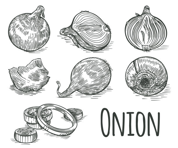 生洋葱素描集墨水eps10图片下载