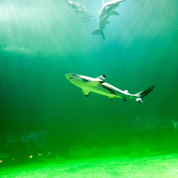 巨型水族馆里的小鲨鱼。在海洋世界雅加达。图片下载