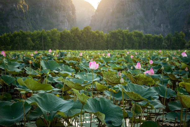 在越南，太阳下山在美丽的莲花田。图片下载