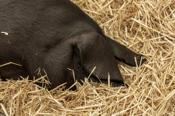 大黑猪睡觉。图片下载